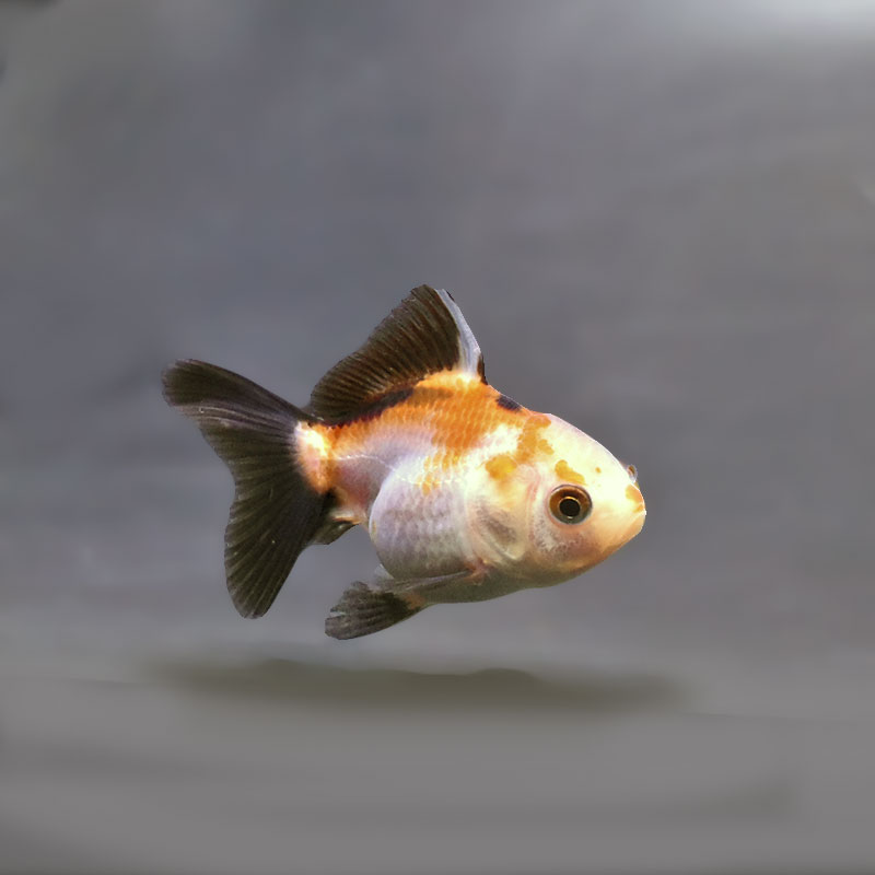金魚王子】トリカラーオランダ 6±1cm前後 (個体番号：xsw845) 金魚