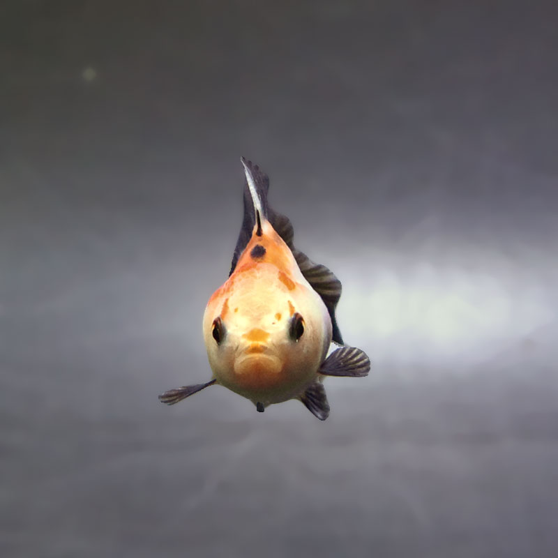 金魚王子】トリカラーオランダ 6±1cm前後 (個体番号：xsw845) 金魚