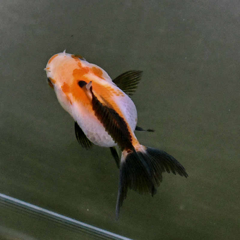 金魚王子】トリカラーオランダ 6±1cm前後 (個体番号：xsw845) 金魚