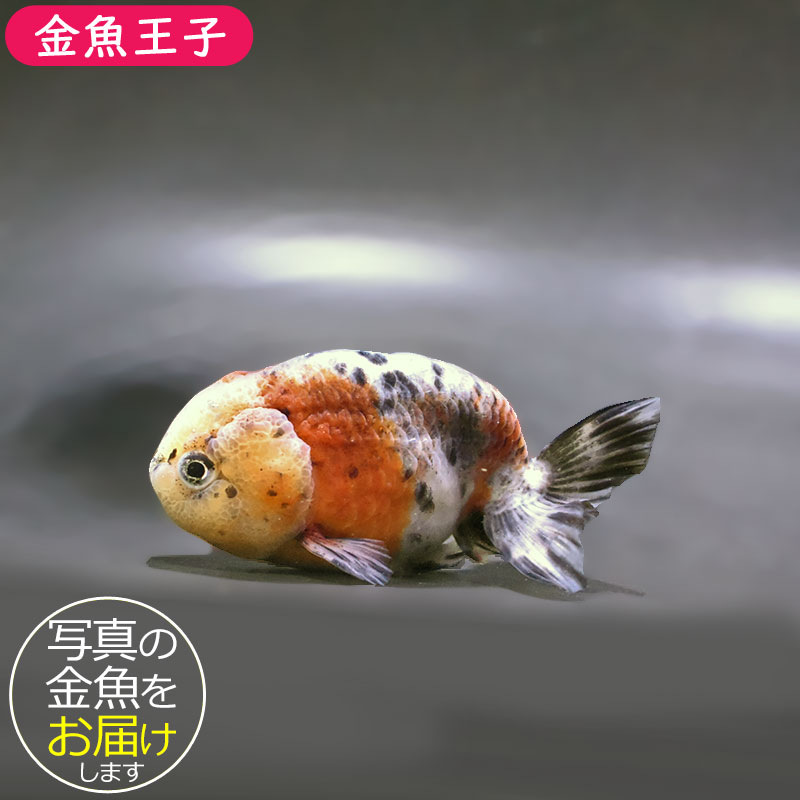 金魚王子】五色江戸錦 10.5cm前後 (個体番号：zaq126) 金魚 きんぎょ