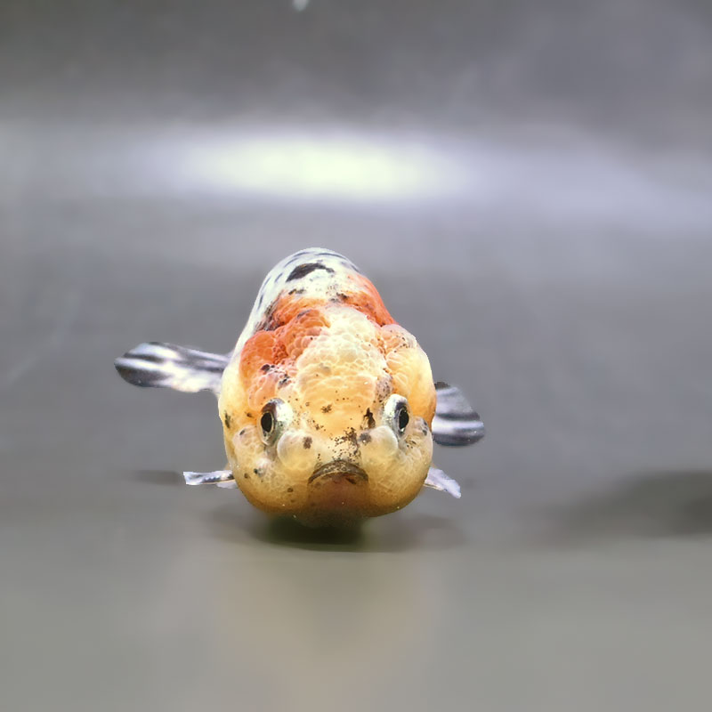 金魚王子】五色江戸錦 10.5cm前後 (個体番号：zaq126) 金魚 きんぎょ