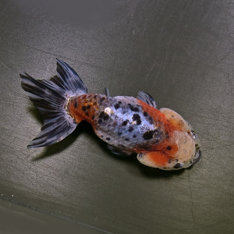 金魚王子】五色江戸錦 10.5cm前後 (個体番号：zaq126) 金魚 きんぎょ