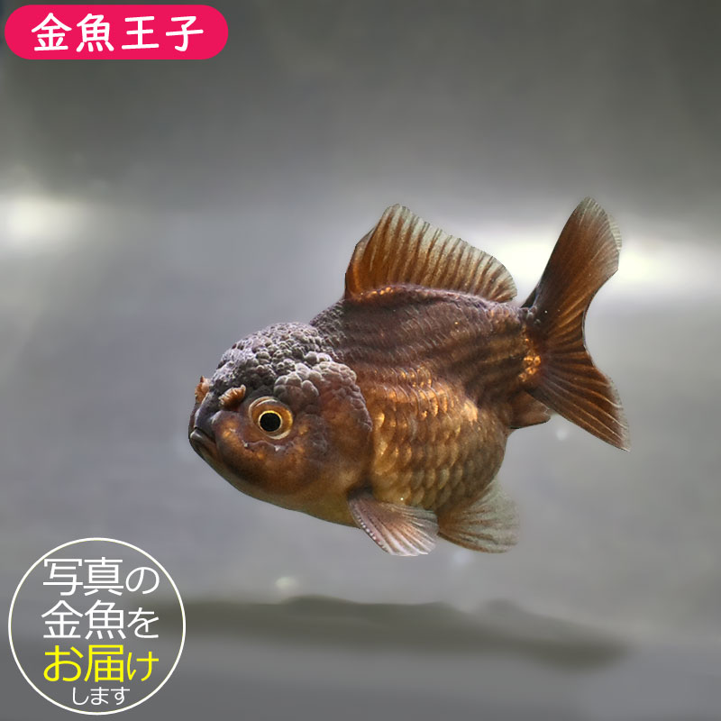 金魚　様 金魚王子】変わり柄オランダ 9±1cm前後 (個体番号：zaq296) 金魚