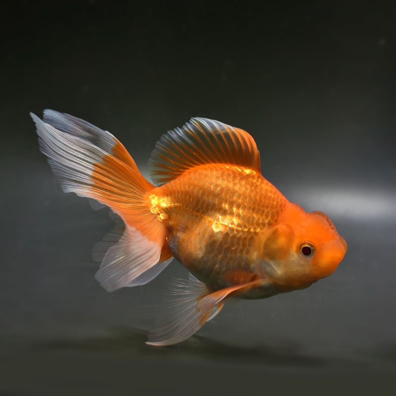 【中古】 お母さんに金メダル/フレーベル館/赤塚行雄 中古】 お母さんに金メダル/フレーベル館/赤塚行雄