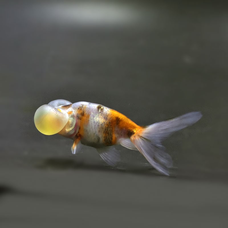 モモ「金魚」「菊」 金魚王子】変わり柄水泡眼 6.5±1cm前後 (個体番号：cde418) 金魚