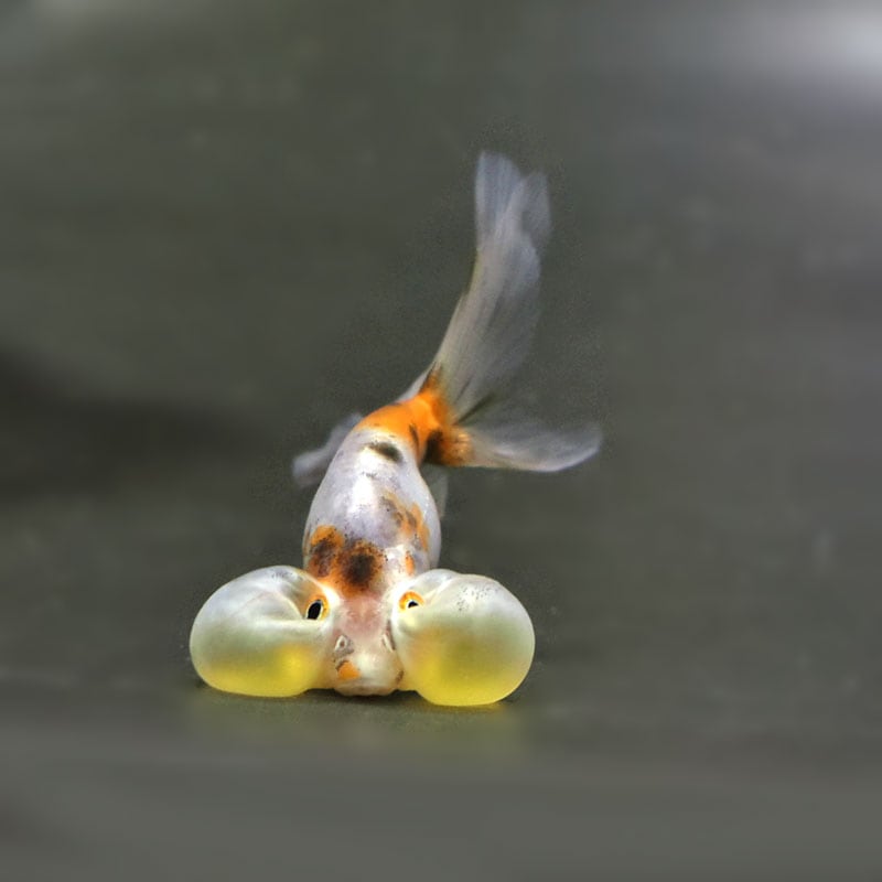 金魚王子】変わり柄水泡眼 6.5±1cm前後 (個体番号：cde414) 金魚