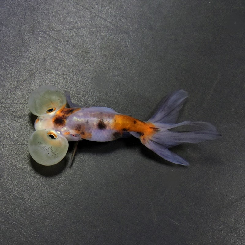金魚 金魚王子】変わり柄水泡眼 6.5±1cm前後 (個体番号：cde412) 金魚