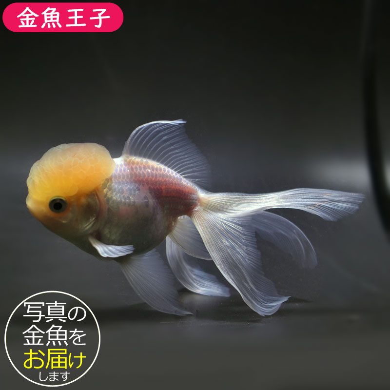 最終値下げ‼️ 金工細工『古銅 親子獅子置物』明治期　高18㎝/ 3.45㎏ 最終値下げ‼️ 金工細工『古銅 親子獅子置物』明治期 高18