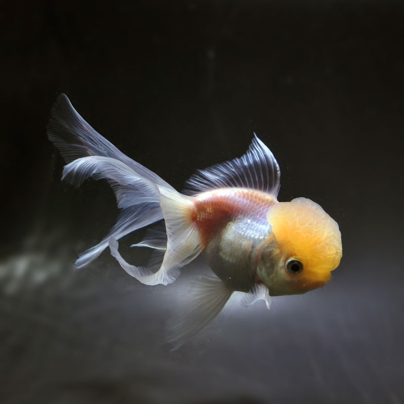 金魚ページ 金魚「オランダ獅子頭のきもち」 / A3ペーパークラフト