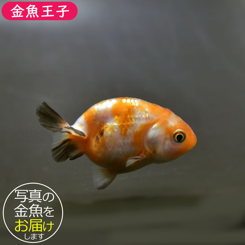 金魚王子】変わり柄らんちゅう 6.5±1cm前後 (個体番号：cde906) 金魚