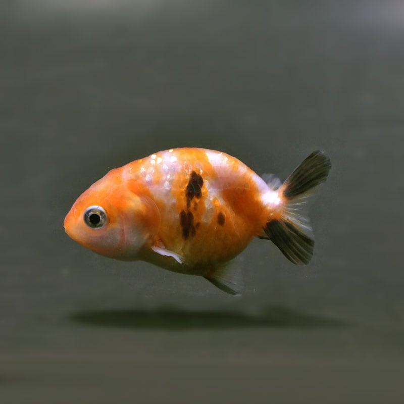 金魚王子】変わり柄らんちゅう 6.5±1cm前後 (個体番号：cde906) 金魚