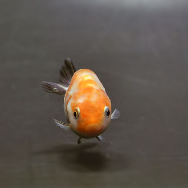 らんちゅう他 楽天市場】【金魚王子】変わり柄らんちゅう 6.5±1cm前後 (個体番号