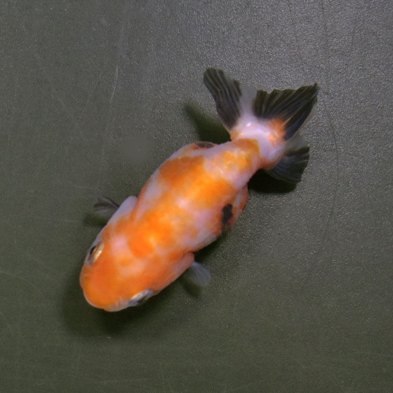 らんちゅう他 金魚王子】レッドらんちゅう 6.5±1cm前後 (個体番号：cde778) 金魚