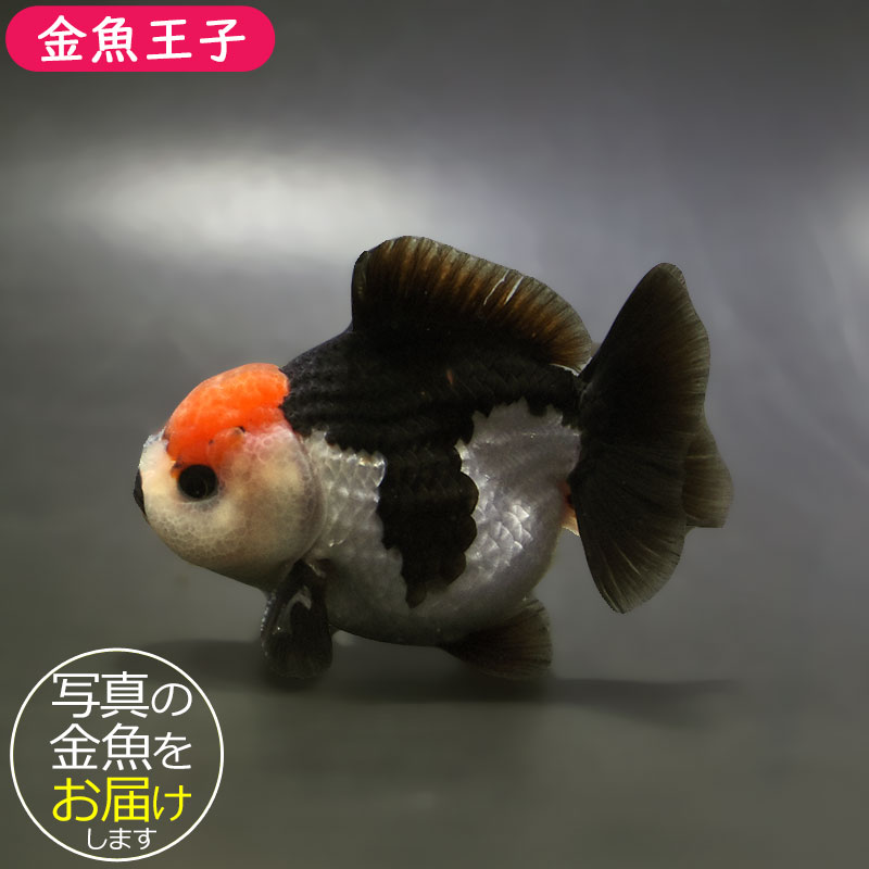 金魚王子】トリカラーオランダ 9±1cm前後 (個体番号：xsw334) 金魚