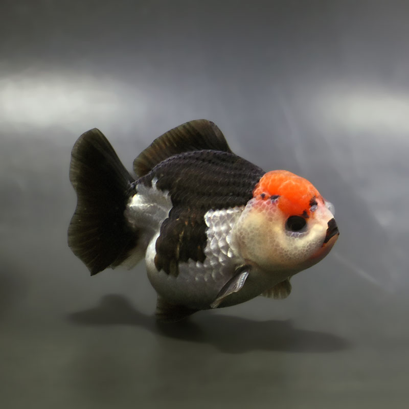 金魚王子】トリカラーオランダ 9±1cm前後 (個体番号：xsw334) 金魚