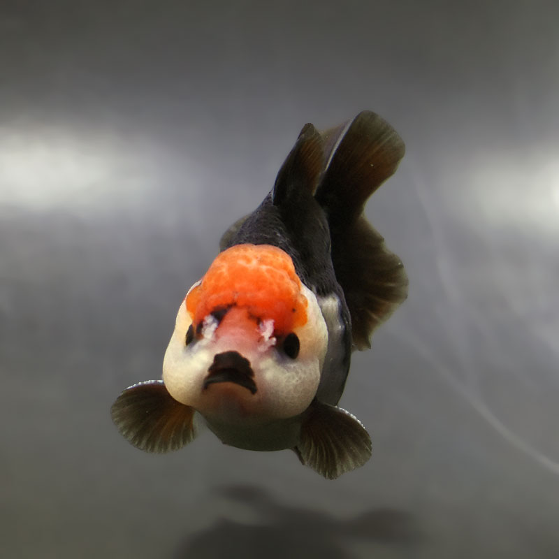 金魚王子】トリカラーオランダ 9±1cm前後 (個体番号：xsw334) 金魚