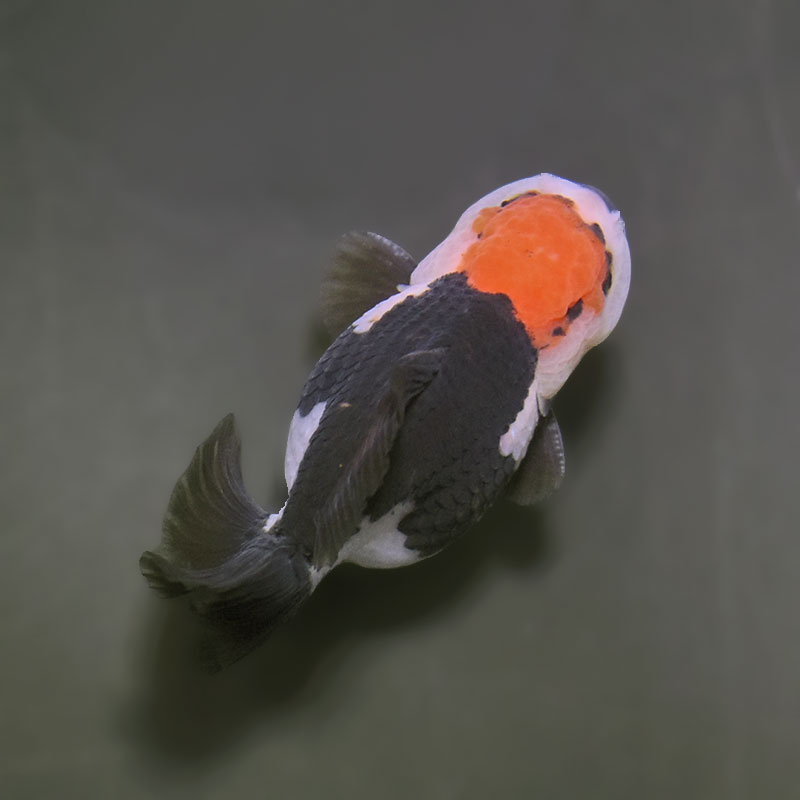 金魚王子】トリカラーオランダ 9±1cm前後 (個体番号：xsw334) 金魚