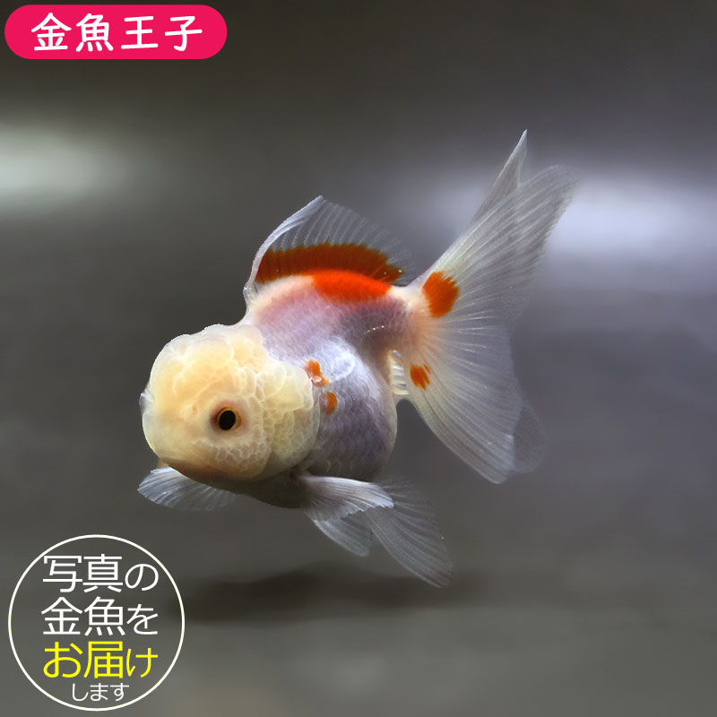金魚王子】更紗高頭オランダ 9cm前後 (個体番号：xsw511) 金魚