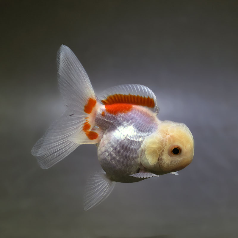 金魚王子】更紗高頭オランダ 9cm前後 (個体番号：xsw511) 金魚
