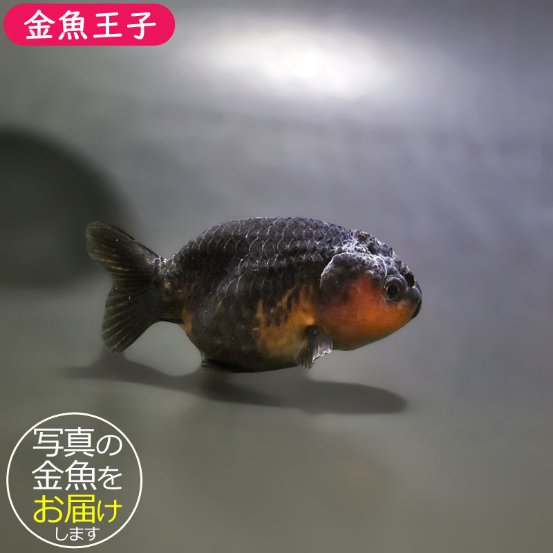金魚王子】ベビーらんちゅう 7±1cm前後 (個体番号：xsw692) 金魚