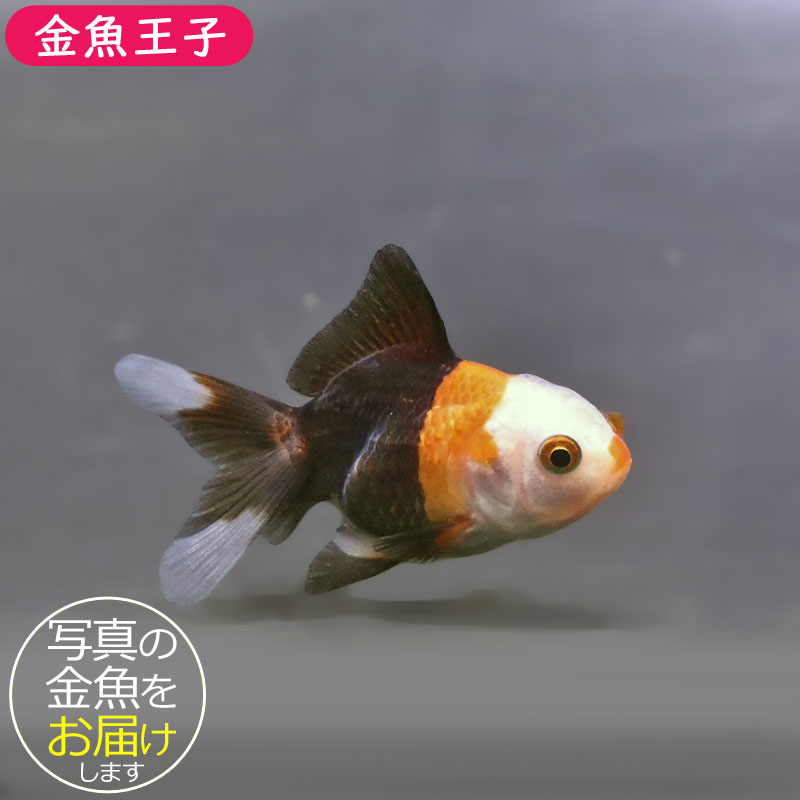 金魚王子】トリカラーオランダ 6±1cm前後 (個体番号：xsw846) 金魚