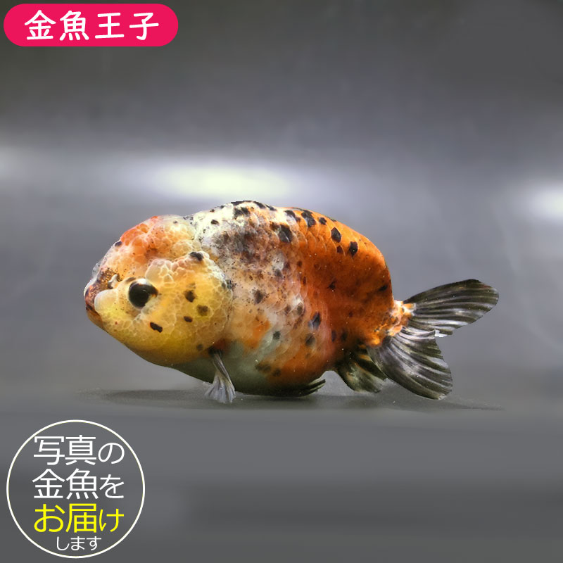 金魚王子】五色江戸錦 11.5cm前後 (個体番号：zaq127) 金魚 きんぎょ