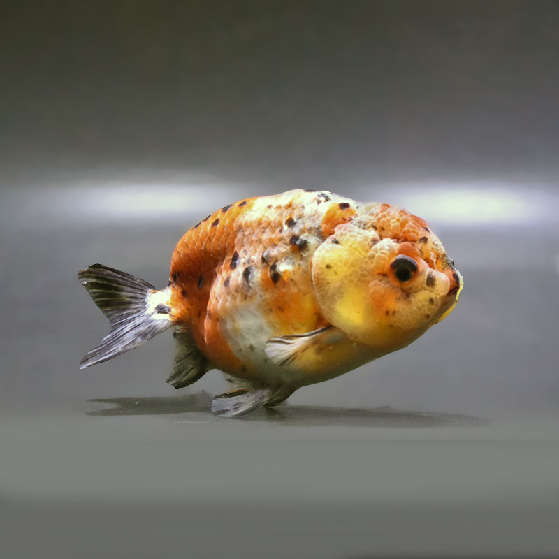 金魚王子】五色江戸錦 11.5cm前後 (個体番号：zaq127) 金魚 きんぎょ