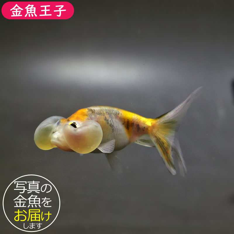 金魚　水晶　彫り 楽天市場】☆一点物☆【彫刻置物】金魚 水晶 (5A) No.14