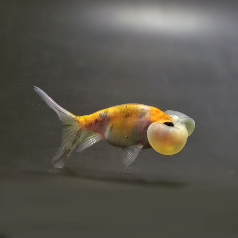 渦　ダイゴ　ゆびにんぎょう　5個 金魚王子】更紗三ツ尾和金 7.5～8cm前後 (個体番号：cde578