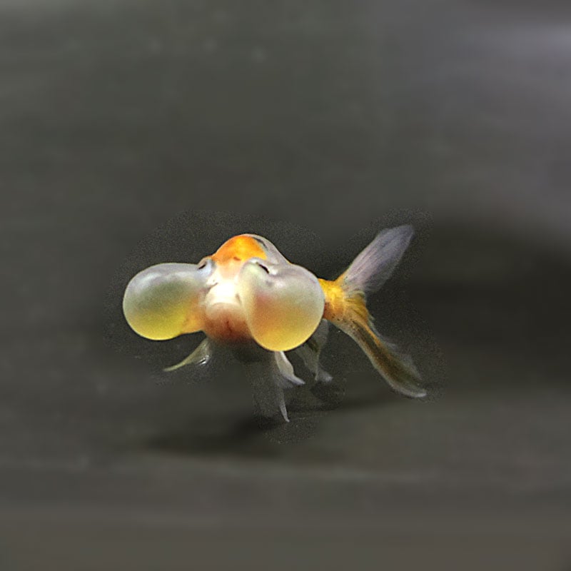 金魚王子】変わり柄水泡眼 6.5±1cm前後 (個体番号：cde415) 金魚