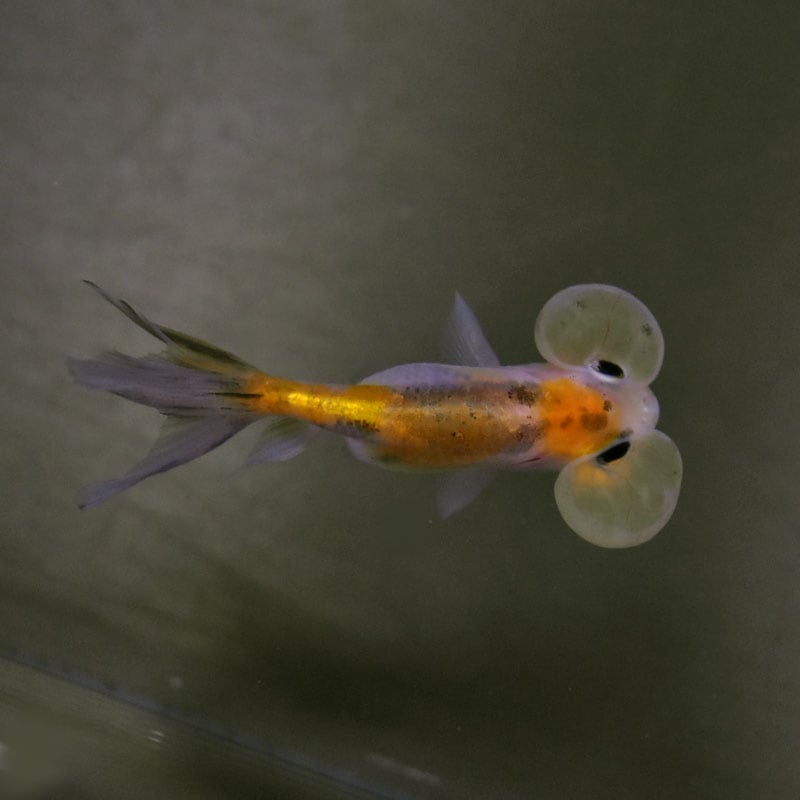 渦　ダイゴ　ゆびにんぎょう　5個 金魚王子】更紗三ツ尾和金 7.5～8cm前後 (個体番号：cde572