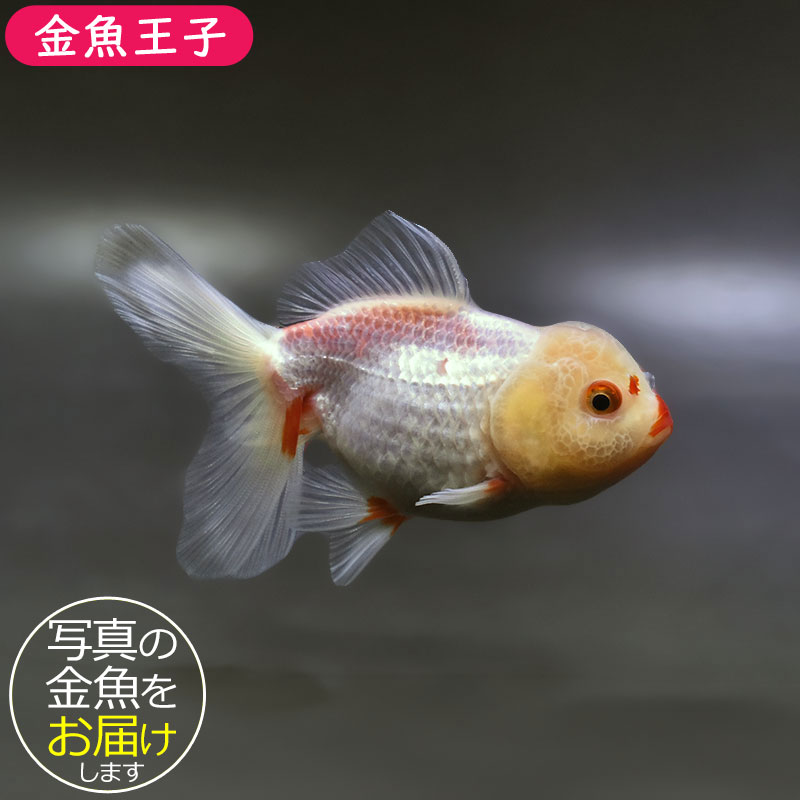 金魚・白 金魚王子】更紗高頭オランダ 10.5cm前後 (個体番号：xsw512) 金魚