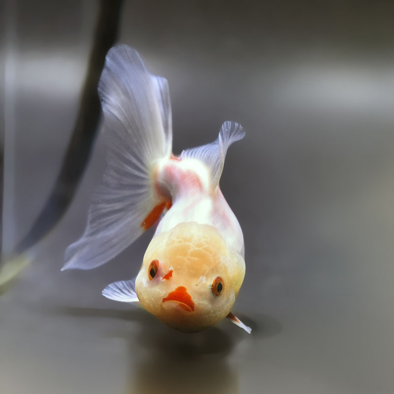金魚 金魚王子】江戸錦 8.5～9cm前後 (個体番号：xsw782) 金魚 きんぎょ