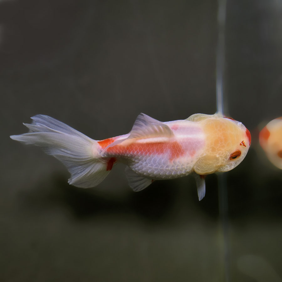 金魚 金魚王子】トリカラーオランダ 9±1cm前後 (個体番号：xsw493) 金魚