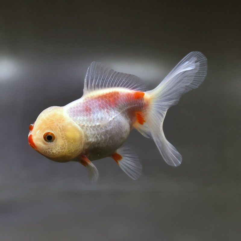 年末限定価格！破格です！オランダ獅子頭　金魚 金魚王子】更紗高頭オランダ 10.5cm前後 (個体番号：xsw512) 金魚