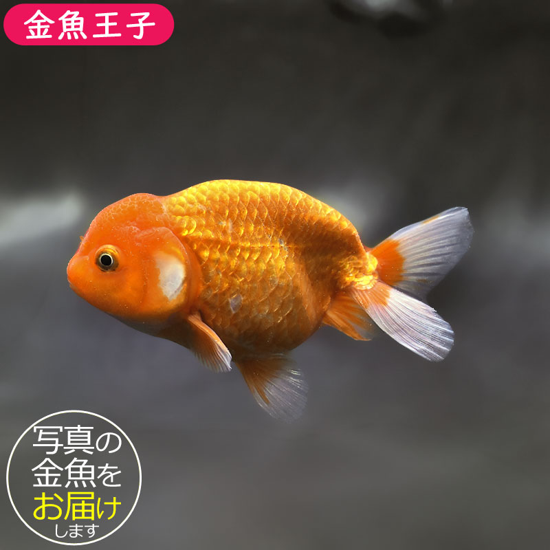 金魚王子】更紗らんちゅう 13.5cm前後 (個体番号：xsw701) 金魚
