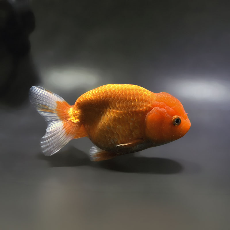 金魚王子】更紗らんちゅう 13.5cm前後 (個体番号：xsw701) 金魚 
