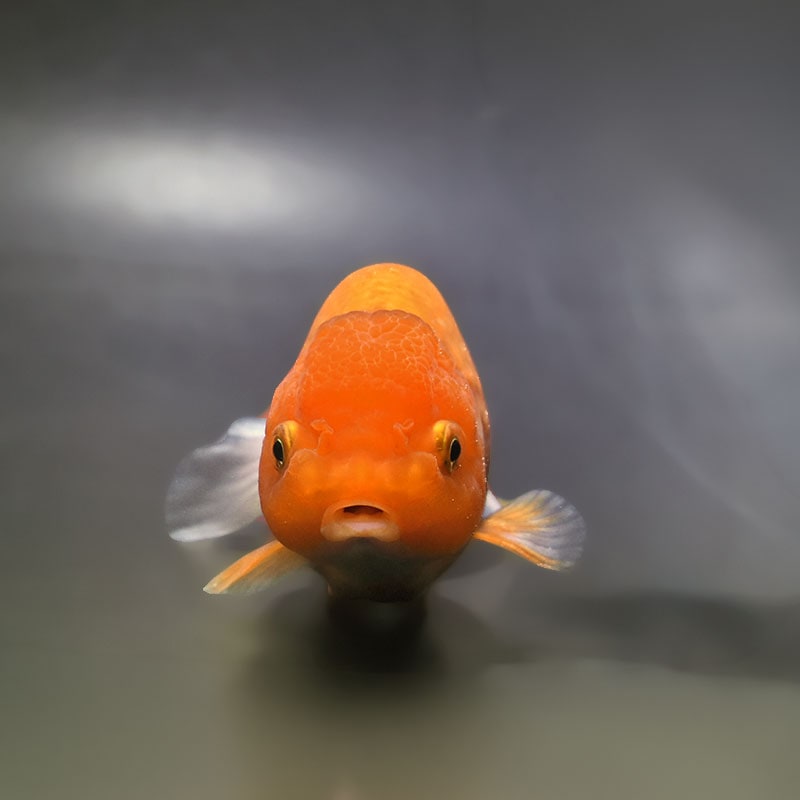 金魚王子】更紗らんちゅう 13.5cm前後 (個体番号：xsw701) 金魚