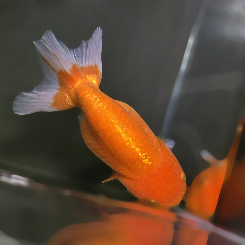 金魚王子】更紗らんちゅう 13.5cm前後 (個体番号：xsw701) 金魚