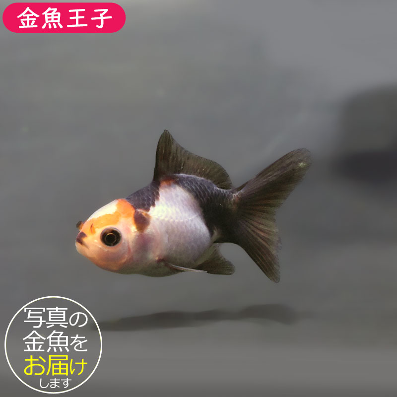 金魚王子】トリカラーオランダ 6±1cm前後 (個体番号：xsw847) 金魚