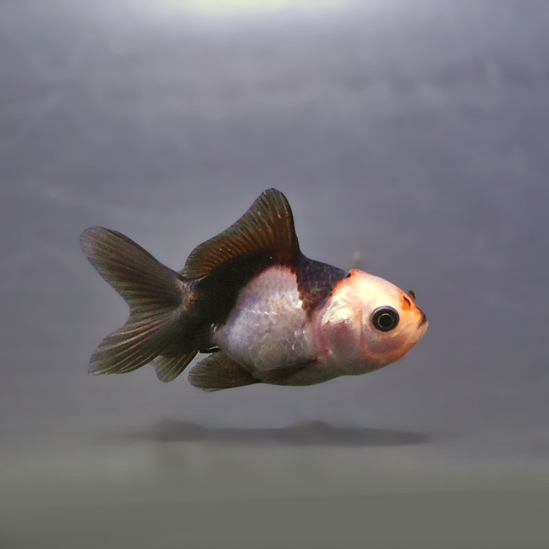 金魚王子】トリカラーオランダ 6±1cm前後 (個体番号：xsw847) 金魚