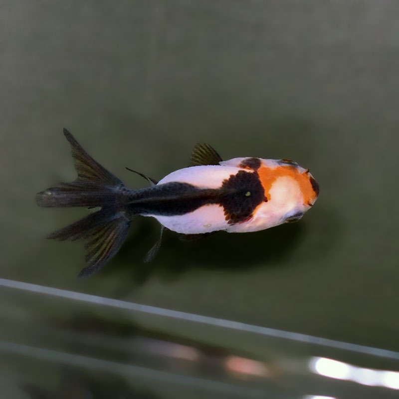 金魚王子】トリカラーオランダ 6±1cm前後 (個体番号：xsw847) 金魚