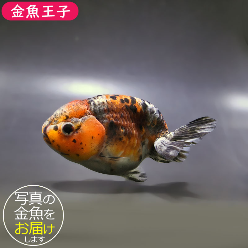 金魚王子】五色江戸錦 11cm前後 (個体番号：zaq121) 金魚 きんぎょ