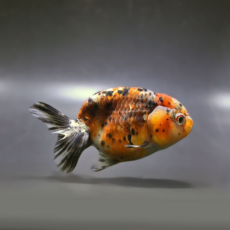 金魚王子】五色江戸錦 11cm前後 (個体番号：zaq121) 金魚 きんぎょ