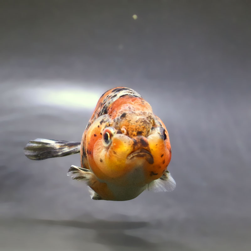 金魚王子】五色江戸錦 11cm前後 (個体番号：zaq121) 金魚 きんぎょ