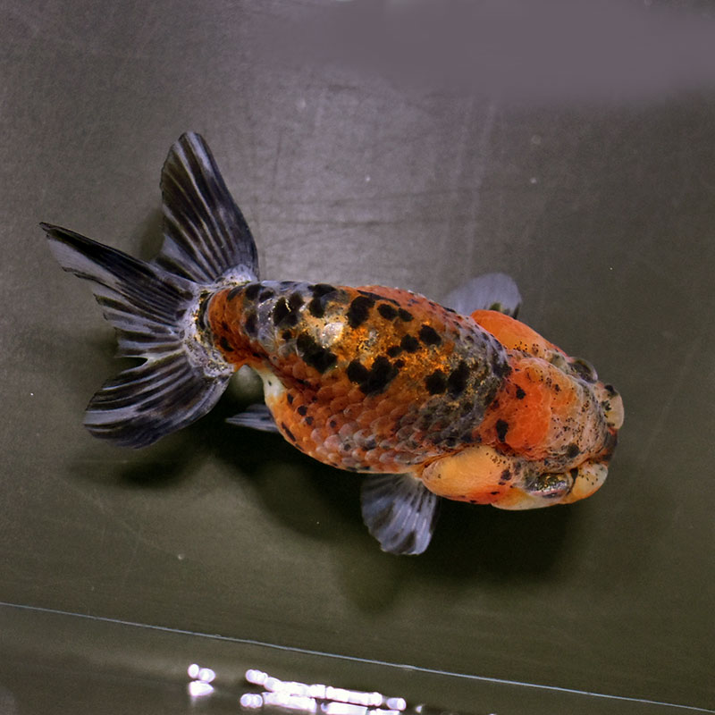 金魚王子】五色江戸錦 11cm前後 (個体番号：zaq121) 金魚 きんぎょ