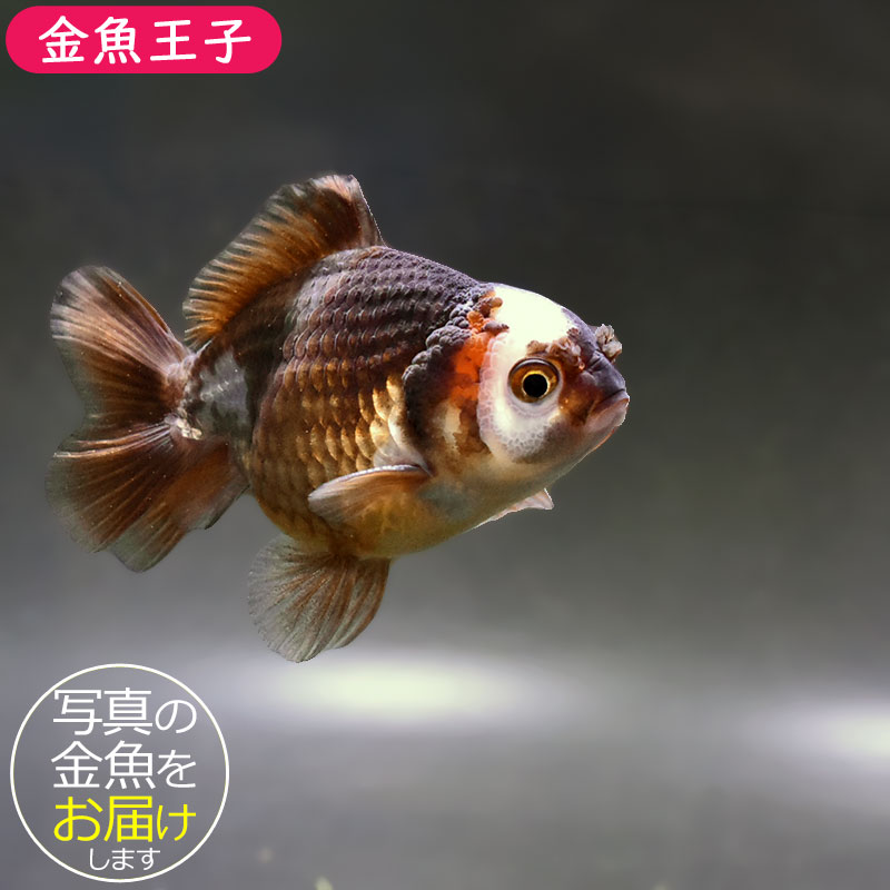 金魚王子】変わり柄オランダ 9±1cm前後 (個体番号：zaq298) 金魚