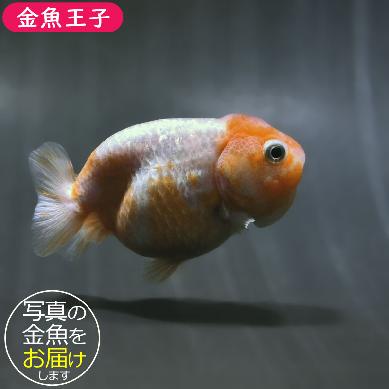 金魚王子】更紗らんちゅう 8～9cm前後 (個体番号：zaq481) 金魚