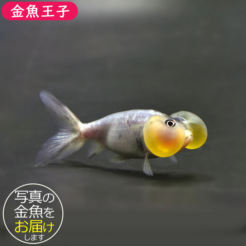 ⭐︎ミッキー⭐︎ショウキt-1 プレミアム　1箱＋10袋 GEX ジェックス 四角ラビレット ミルキーホワイト 小動物用