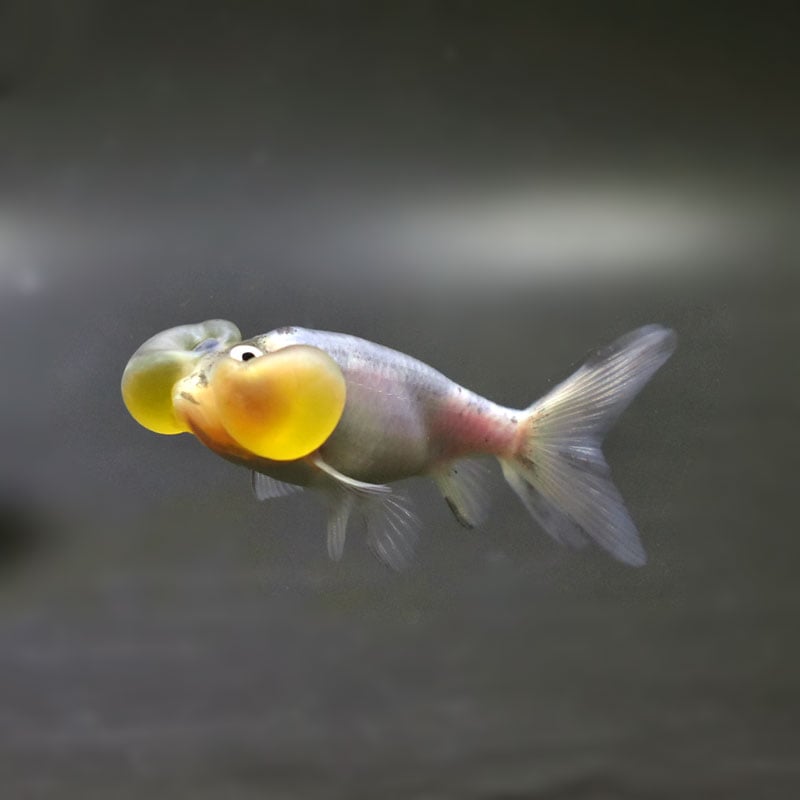 金魚 金魚王子】更紗蝶尾 7±1cm前後 (個体番号：cde553) 金魚